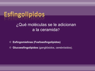  Esfingomielinas (Fosfoesfingolípidos)
 Glucoesfingolípidos (gangliósidos, cerebrósidos).
¿Qué moléculas se le adicionan
a la ceramida?
 