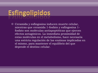  Ceramida y esfingosina inducen muerte celular,
mientras que ceramida 1-fosfato y esfingosina 1-
fosfato son moléculas antiapoptóticas que ejercen
efectos antagónicos. La inmediata proximidad de
estas moléculas en el metabolismo, hace necesaria
una estricta regulación de las enzimas implicadas en
el mismo, para mantener el equilibrio del que
depende el destino celular.
 