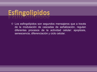  Los esfingolípidos son segundos mensajeros que a través
de la modulación de cascadas de señalización, regulan
diferentes procesos de la actividad celular: apoptosis,
senescencia, diferenciación y ciclo celular.
 
