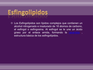  Los Esfingolípidos son lípidos complejos que contienen un
alcohol nitrogenado e insaturado de 18 átomos de carbono,
el esfingol o esfingosina. Al esfingol se le une un ácido
graso por el enlace amida, formando la ceramida ,
estructura básica de los esfingolípidos.
 