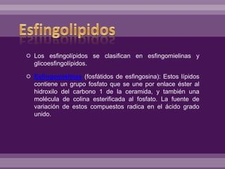  Los esfingolípidos se clasifican en esfingomielinas y
glicoesfingolípidos.
 Esfingomielinas (fosfátidos de esfingosina): Estos lípidos
contiene un grupo fosfato que se une por enlace éster al
hidroxilo del carbono 1 de la ceramida, y también una
molécula de colina esterificada al fosfato. La fuente de
variación de estos compuestos radica en el ácido grado
unido.
 