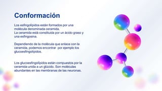 Conformación
Los esfingolípidos están formados por una
molécula denominada ceramida.
La ceramida está constituida por un ácido graso y
una esfingosina.
Dependiendo de la molécula que enlace con la
ceramida, podemos encontrar por ejemplo los
glucoesfingolípidos.
Los glucoesfingolípidos están compuestos por la
ceramida unida a un glúcido. Son moléculas
abundantes en las membranas de las neuronas.
 