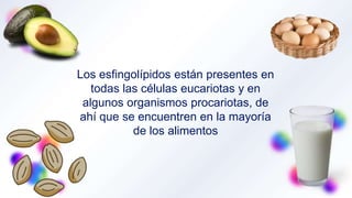 Los esfingolípidos están presentes en
todas las células eucariotas y en
algunos organismos procariotas, de
ahí que se encuentren en la mayoría
de los alimentos
 