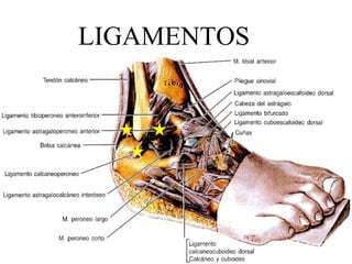 LIGAMENTOS 