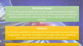 Membrana Sinovial
Es una fina capa de tejido que recubre la parte interna de la capsula
articular, produce líquido sinovial dentro de las articulaciones facilita el
desplazamiento de los extremos óseos por su lubricación y nutre al
cartílago.
Meniscos
Su función estabilizar la articulación y de tope para los movimientos
exagerados, absorber el impacto de choque entre las superficies
articulares, aumentando la superficie de contacto.
 