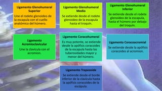 Ligamento Glenohumeral
Superior
Une el rodete glenoideo de
la escapula con el cuello
anatómico del húmero.
Ligamento Glenohumeral
Medio
Se extiende desde el rodete
glenoideo de la escapula
hasta el troquín.
Ligamento Glenohumeral
Inferior
Se extiende desde el rodete
glenoideo de la escapula,
hasta el húmero por debajo
del troquín.
Ligamento
Acromioclavicular
Une la clavícula con el
acromion.
Ligamento Coracohumeral
Es muy potente, se extiende
desde la apófisis coracoides
de la escapula hasta las
tuberosidades mayor y
menor del húmero.
Ligamento Coracoacromial
Se extiende desde la apófisis
coracoides al acromion.
Ligamento Trapezoide
Se extiende desde el borde
inferior de la clavícula hasta
la apófisis coracoides de la
escápula.
 