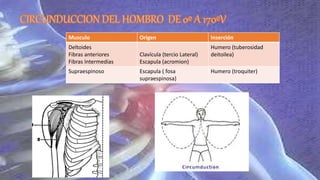 Musculo Origen Inserción
Deltoides
Fibras anteriores
Fibras Intermedias
Clavícula (tercio Lateral)
Escapula (acromion)
Humero (tuberosidad
deitoilea)
Supraespinoso Escapula ( fosa
supraespinosa)
Humero (troquiter)
 