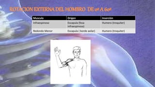 Musculo Origen Inserción
Infraespinoso Escapula (fosa
infraespinosa)
Humero (troquiter)
Redondo Menor Escapula ( borde axilar) Humero (troquiter)
 
