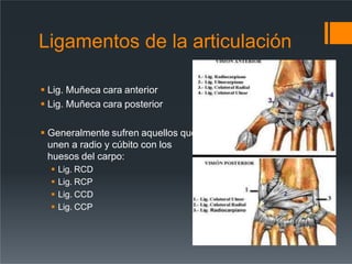 Ligamentos de la articulación
 Lig. Muñeca cara anterior
 Lig. Muñeca cara posterior
 Generalmente sufren aquellos que
unen a radio y cúbito con los
huesos del carpo:
 Lig. RCD
 Lig. RCP
 Lig. CCD
 Lig. CCP
 