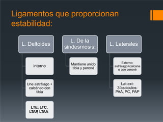 Ligamentos que proporcionan
estabilidad:
L. Deltoides
interno
Une astrálago +
calcáneo con
tibia
LTE, LTC,
LTAP
, LTAA
L. De la
sindesmosis:
Mantiene unido
tibia y peroné
L. Laterales
Externo:
astrálago+calcane
o con peroné
Lat.ext:
3fasciculos:
PAA, PC, PAP
 