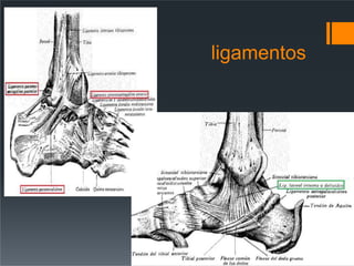 ligamentos
 