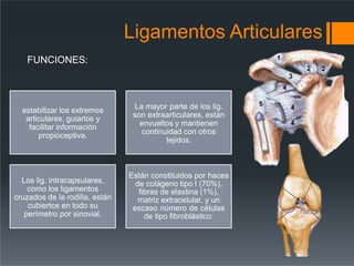 Ligamentos Articulares
estabilizar los extremos
articulares, guiarlos y
facilitar información
propioceptiva.
La mayor parte de los lig.
son extraarticulares, están
envueltos y mantienen
continuidad con otros
tejidos.
Los lig. intracapsulares,
como los ligamentos
cruzados de la rodilla, están
cubiertos en todo su
perímetro por sinovial.
Están constituidos por haces
de colágeno tipo I (70%),
fibras de elastina (1%),
matriz extracelular, y un
escaso número de células
de tipo fibroblástico.
FUNCIONES:
 