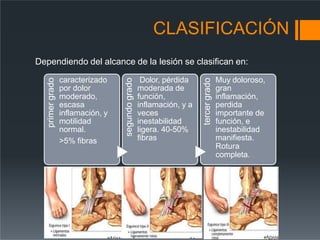 CLASIFICACIÓN
Dependiendo del alcance de la lesión se clasifican en:
primer
grado
caracterizado
por dolor
moderado,
escasa
inflamación, y
motilidad
normal.
>5% fibras
segundo
grado
Dolor, pérdida
moderada de
función,
inflamación, y a
veces
inestabilidad
ligera. 40-50%
fibras
tercer
grado
Muy doloroso,
gran
inflamación,
perdida
importante de
función, e
inestabilidad
manifiesta.
Rotura
completa.
 