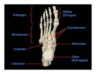 Hallux
Falanges        (Ortejos)



                     Cuneiformes

Metatarsos


                       Navicular
 Cuboide

                       Talus
                       (Astragalo)
Calcaneo
             Chile
 