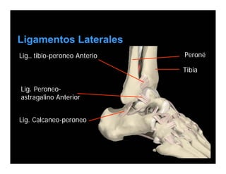 Ligamentos Laterales
Lig.. tibio-peroneo Anterior   Peroné

                               Tibia

Lig. Peroneo-
astragalino Anterior


Lig. Calcaneo-peroneo
 