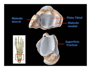 Maleolo   Plato Tibial
lateral    Maleolo
           medial




          Superficie
          Troclear
 