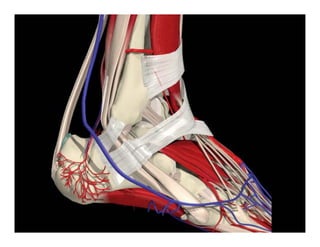 superior peroneal retinaculum




                    peroneus brevis


       inferior peroneal retinaculum
   peroneus longus
 