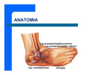ANATOMIA
 