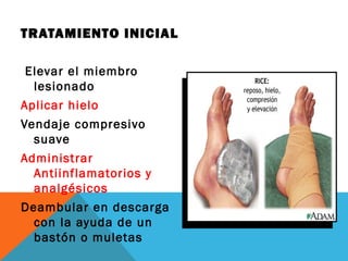 TRATAMIENTO INICIAL 
Elevar el miembro 
lesionado 
Aplicar hielo 
Vendaje compresivo 
suave 
Administrar 
Antiinflamatorio...