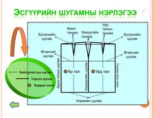 ЭСГҮҮРИЙН ШУГАМНЫ НЭРЛЭГЭЭ
                                                                         Урд
                                           Арын                          талын
                                           танаас Хажуугийн              танаас
           Бүсэлхийн                                                                                     Бүсэлхийн
                                                  танаас
             шугам                                                                                         шугам


             Өгзөгний                                                                                    Өгзөгний
              шугам                                                                                       шугам
                        Арын голын шугам




                                                    Хажуугийн шугам




                                                                                  Ýíãýðèéí ãîëûí øóãàì
 Байгуулалтын шугам                        Ар тал                     Урд тал
       Үндсэн шугам

         Бүрдэл хэсэг




                                               Хормойн шугам
 