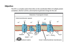 Complexes of ETC, their composition and flow of electrons through the ...