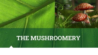 THE MUSHROOMERY
 