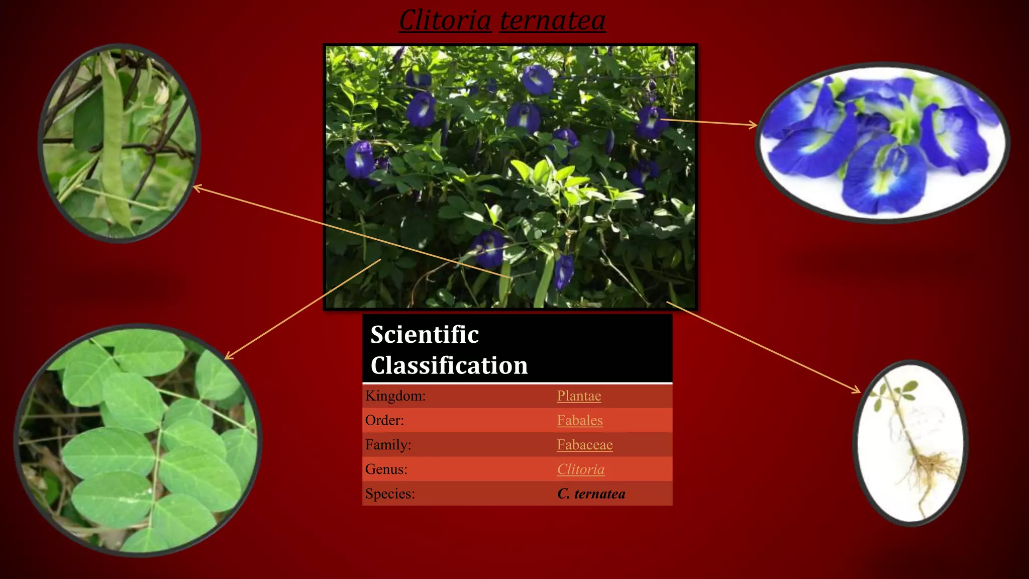 Scientific
Classification
Kingdom: Plantae
Order: Fabales
Family: Fabaceae
Genus: Clitoria
Species: C. ternatea
Clitoria ternatea
 