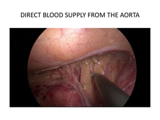 DIRECT BLOOD SUPPLY FROM THE AORTA
 