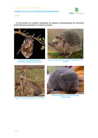 ESTUDIO DE IMPACTO AMBIENTAL
PARQUE EÓLICO LAS CANTERAS (ALDEARRUBIA)
Fauna
104
A continuación se muestran fotografías de especies representativas de mamíferos
potencialmente presentes en el área en estudio.
Figura 62: Rhinolophus mehelyi
(murciélago mediano de herradura)
Figura 63: Erinaceus europaeus hispanicus (erizo
común)
Figura 64: Oryctolagus cuniculus (conejo)
Figura 65: Microtus lusitanicus (topillo
mediterráneo)
 