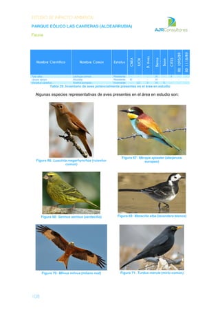 ESTUDIO DE IMPACTO AMBIENTAL
PARQUE EÓLICO LAS CANTERAS (ALDEARRUBIA)
Fauna
108
Nombre Científico Nombre Común Estatus
CNEA
IUCN
D.Aves
Berna
Bonn
CITES
RD1095/89
RD1118/89
Tyto alba Lechuza común Residente - - - III - II - -
Upupa epops Abubilla Residente IE - - III - - - -
Vanellus vanellus Avefría europea Invernante - LC II III II - - -
Tabla 29: Inventario de aves potencialmente presentes en el área en estudio
Algunas especies representativas de aves presentes en el área en estudio son:
Figura 66: Luscinia megarhynchos (ruiseñor
común)
Figura 67: Merops apiaster (abejaruco
europeo)
Figura 68: Serinus serinus (verdecillo) Figura 69: Motacilla alba (lavandera blanca)
Figura 70: Milvus milvus (milano real) Figura 71: Turdus merula (mirlo común)
 