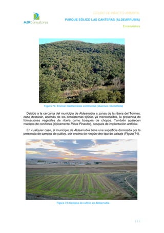 ESTUDIO DE IMPACTO AMBIENTAL
PARQUE EÓLICO LAS CANTERAS (ALDEARRUBIA)
Ecosistemas
111
Figura 73: Encinar mediterráneo continental (Quercus rotundifolia)
Debido a la cercanía del municipio de Aldearrubia a zonas de la ribera del Tormes,
cabe destacar, además de los ecosistemas típicos ya mencionados, la presencia de
formaciones vegetales de ribera como bosques de chopos. También aparecen
macizos de coníferas (típicamente Pinus Pinaster), bosques de implantación artificial.
En cualquier caso, el municipio de Aldearrubia tiene una superficie dominada por la
presencia de campos de cultivo, por encima de ningún otro tipo de paisaje (Figura 74).
Figura 74: Campos de cultivo en Aldearrubia
 