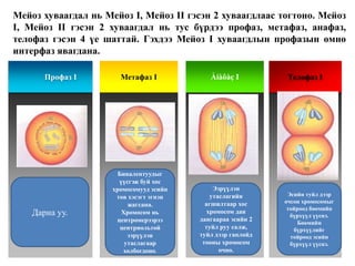 Esiin huvaagdal miosis | PPT