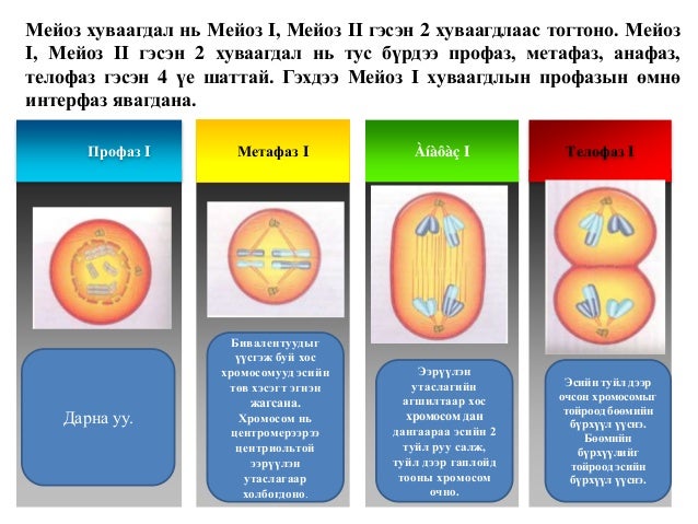 Esiin huvaagdal miosis