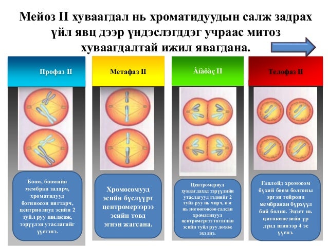 Esiin huvaagdal miosis