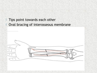  Tips point towards each other
 Oval bracing of interosseous membrane
 