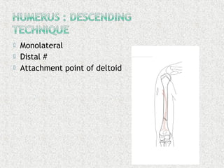  Monolateral
 Distal #
 Attachment point of deltoid
 