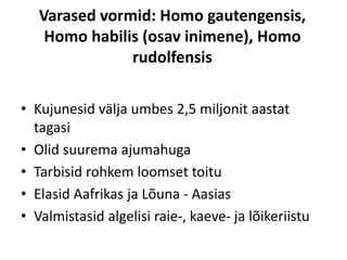 Varased vormid: Homo gautengensis,
Homo habilis (osav inimene), Homo
rudolfensis
• Kujunesid välja umbes 2,5 miljonit aastat
tagasi
• Olid suurema ajumahuga
• Tarbisid rohkem loomset toitu
• Elasid Aafrikas ja Lõuna - Aasias
• Valmistasid algelisi raie-, kaeve- ja lõikeriistu
 