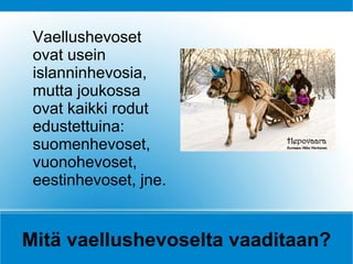 Vaellushevoset
 ovat usein
 islanninhevosia,
 mutta joukossa
 ovat kaikki rodut
 edustettuina:
 suomenhevoset,
 vuonohevoset,
 eestinhevoset, jne.


Mitä vaellushevoselta vaaditaan?
 