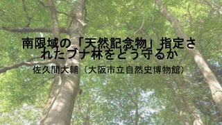 南限域の「天然記念物」指定さ
れたブナ林をどう守るか
佐久間大輔（大阪市立自然史博物館）
 