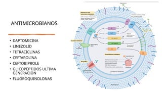 ANTIMICROBIANOS
• DAPTOMICINA
• LINEZOLID
• TETRACICLINAS
• CEFTAROLINA
• CEFTOBIPROLE
• GLICOPEPTIDOS ULTIMA
GENERACION
• FLUOROQUINOLONAS
 