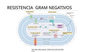 RESISTENCIA GRAM NEGATIVOS
Nat Rev Microbiol. 2024 Oct;22(10):598-
 