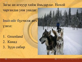 Загас ан агнуур хийж ймьдардаг. Нохой
чаргандаа уяж унадаг.
Inuit-ийг бүсчилж авч
үзвэл:
1. Greenland
2. Канад
3. Зүүн сибир
 
