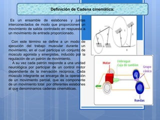 Definición de Cadena cinemática:
Es un ensamble de eslabones y juntas
interconectados de modo que proporcionen un
movimiento de salida controlado en respuesta a
un movimiento de entrada proporcionado.
Con este término se define a un modo de
ejecución del trabajo muscular durante un
movimiento, en el cual participa un conjunto de
músculo agonista y sinergistas, inducido por la
regulación de un patrón de movimiento.
A su vez cada patrón responde a una unidad
neurológica por participar de un control motor
dependiente de la inervación reciproca. Cada
músculo integrante se encarga de la operación
de un movimiento parcial, que es componente
de un movimiento total por diferentes eslabones
al que denominamos cadenas cinemáticas.
 