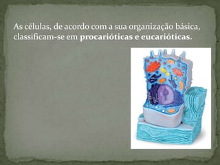 As células, de acordo com a sua organização básica, classificam-se em procarióticas e eucarióticas.