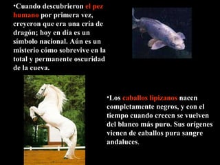 Los   caballos lipizanos   nacen completamente negros, y con el tiempo cuando crecen se vuelven del blanco más puro. Sus orígenes vienen de caballos pura sangre andaluces . Cuando descubrieron   el pez   humano   por primera vez, creyeron que era una cría de dragón; hoy en día es un símbolo nacional. Aún es un misterio cómo sobrevive en la total y permanente oscuridad de la cueva. 