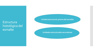 Estructura
histológica del
esmalte
Unidad estructural: prisma del esmalte
Unidades estructurales secundarias
 