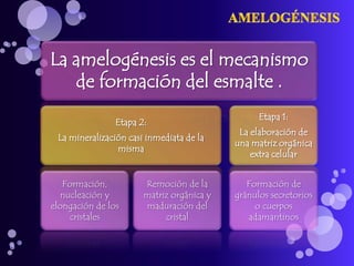 La amelogénesis es el mecanismo
   de formación del esmalte .
                                                 Etapa 1:
                Etapa 2:
                                            La elaboración de
 La mineralización casi inmediata de la
                                           una matriz orgánica
                misma
                                               extra celular


   Formación,          Remoción de la         Formación de
   nucleación y        matriz orgánica y   gránulos secretorios
elongación de los      maduración del           o cuerpos
     cristales              cristal           adamantinos
 