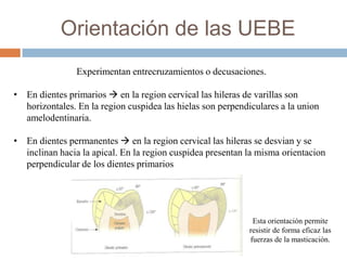 Orientación de las UEBE
Experimentan entrecruzamientos o decusaciones.
• En dientes primarios  en la region cervical las hileras de varillas son
horizontales. En la region cuspidea las hielas son perpendiculares a la union
amelodentinaria.
• En dientes permanentes  en la region cervical las hileras se desvian y se
inclinan hacia la apical. En la region cuspidea presentan la misma orientacion
perpendicular de los dientes primarios
Esta orientación permite
resistir de forma eficaz las
fuerzas de la masticación.
 