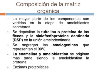 Composición de la matriz
orgánica
1. La mayor parte de los componentes son
vertidos en la etapa de ameloblastos
secretores.
2. Se depositan la tuftelina o proteína de los
flecos y la sialofosfoproteina dentinaria
(DSP) en la unión amelodentinaria.
3. Se segregan las amelogeninas que
representan el 90%.
4. La enamelina y ameloblastina se originan
más tarde siendo la ameloblastina la
proteína.
5. Enzimas proteolíticas.
 