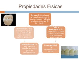 Propiedades Físicas
Dureza: Está dada por
su elevado contenido de
sales minerales y además
por la organización de
los cristales.
Color y
transparencia: Es
translucido, el color
varía entre un blanco
amarillento a un
blancogrisáceo.
Permeabilidad:
Es
extremadamente
escasa.
Radiopacidad: Es
muy alta en el
esmalte, por su alto
grado de
mineralización.
Elasticidad: Es muy
escasa pues depende
de la cantidad de
agua y sustancia
orgánica que posee
 
